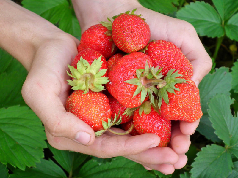 Here's Some Fruity Facts You've Probably Never Heard Of Before...